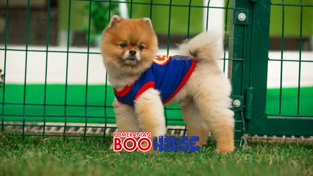 Pomeranian socialization guide