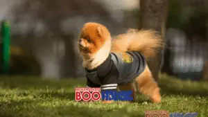 Pomeranian evde beslenir mi