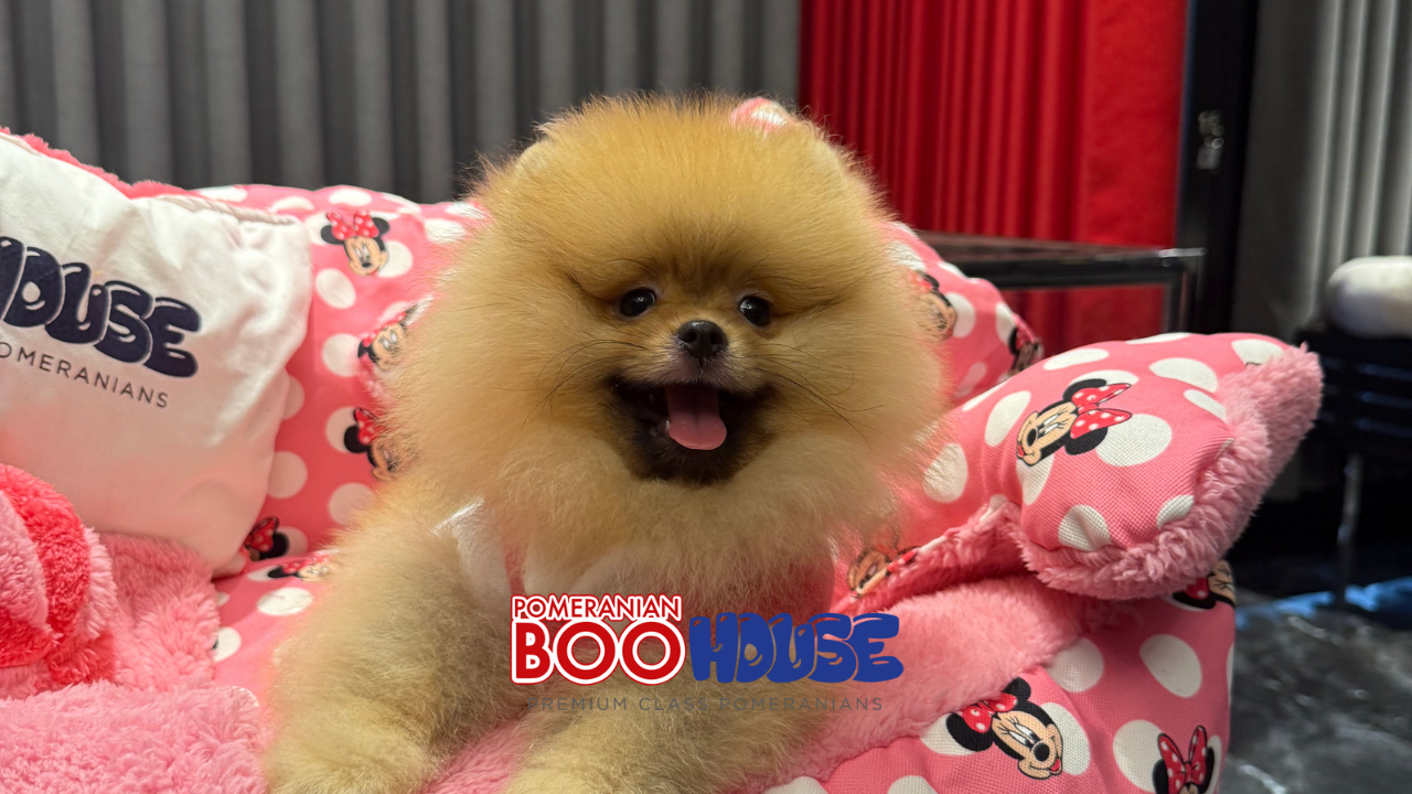 Pomeranian yaşına göre bakım