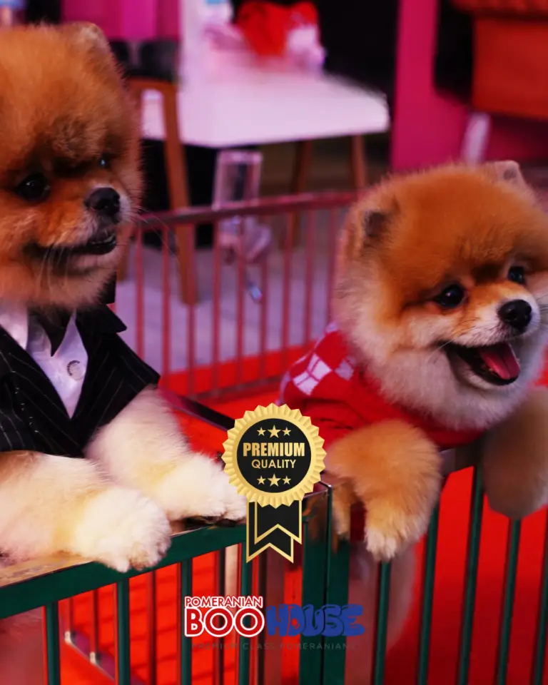 Pomeranian Teddy Bears