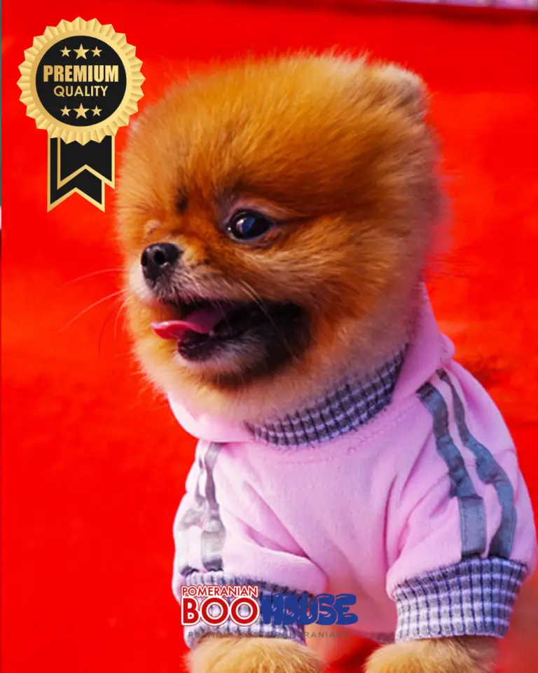 Bamby-10.png