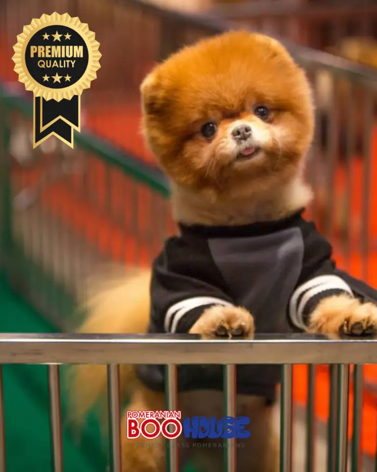 Bamby-11.png