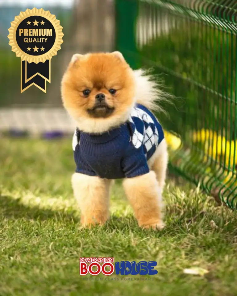 Bamby-2-11.png