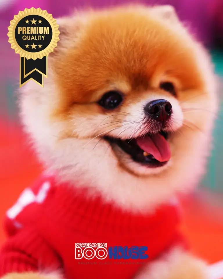 Bamby-2-2.png
