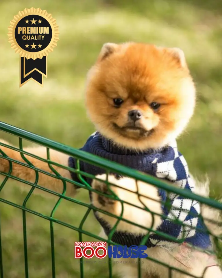 Bamby-3-11.png