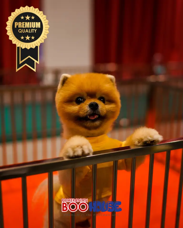 Bamby-3.png
