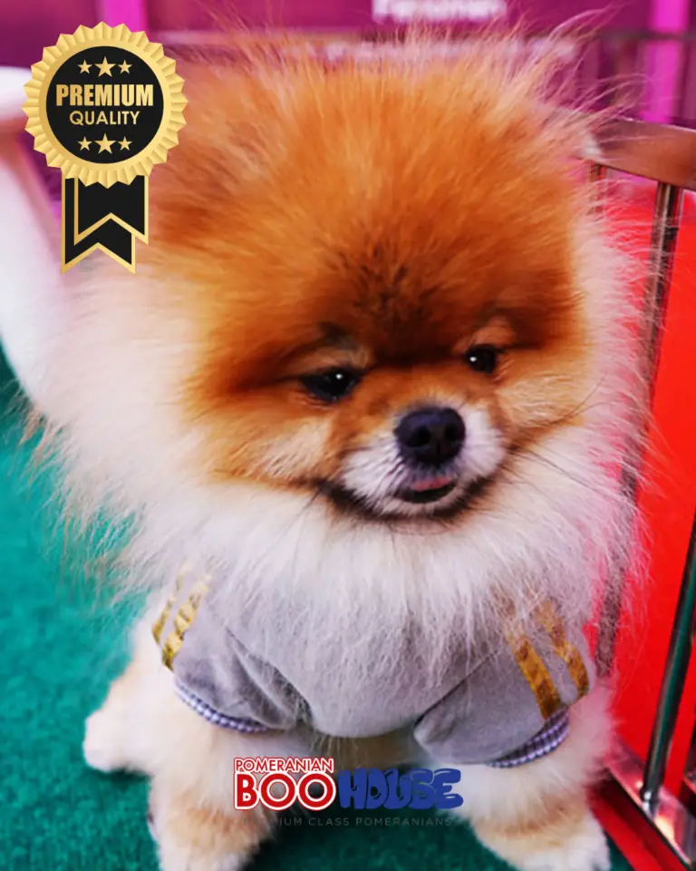 Bamby-4-6.png