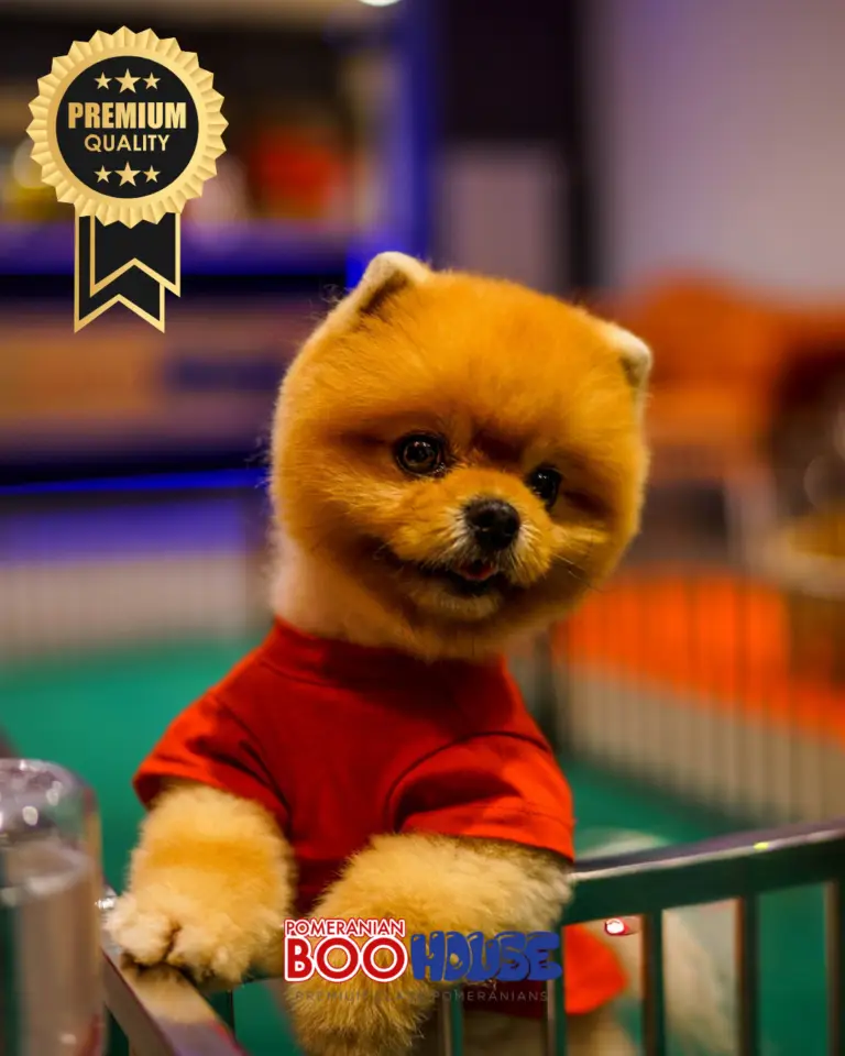 Bamby-4.png