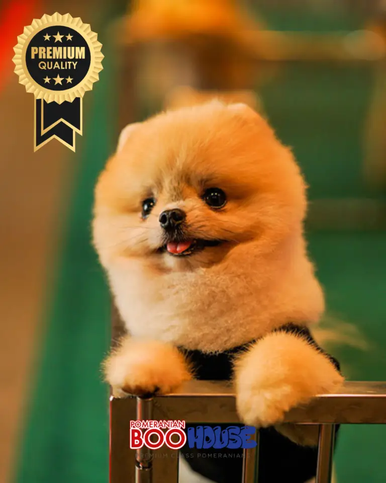 Bamby-7.png
