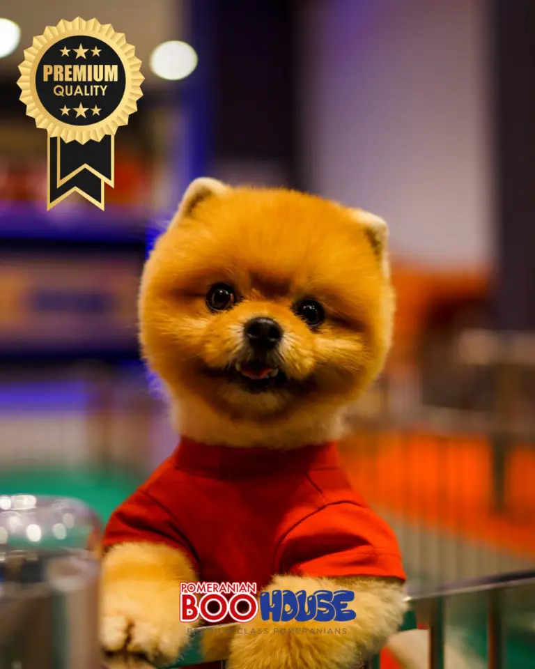Bamby.png