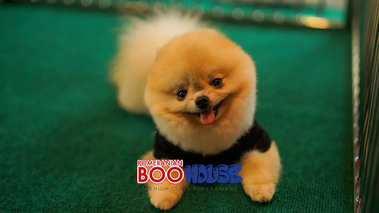 6-Alles, was Sie über Pomeranian Boo wissen möchten