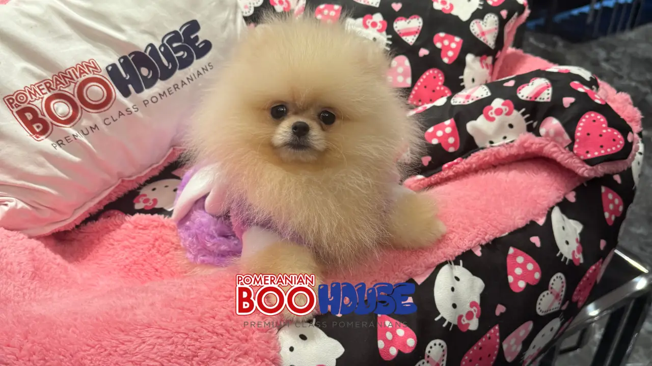 3-Verursachen Pomeranians Geruch in der Wohnung?