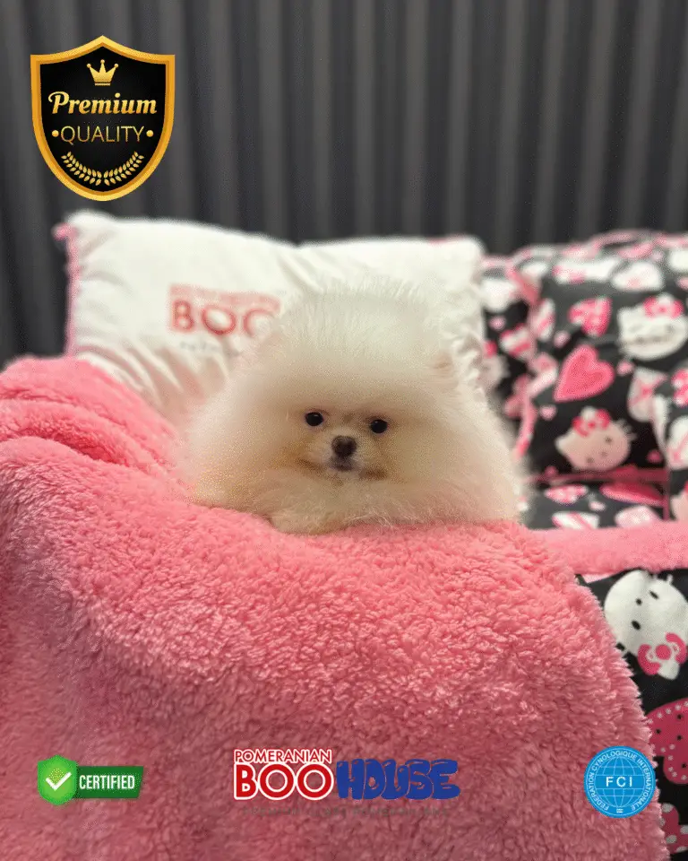 Puffy (5)