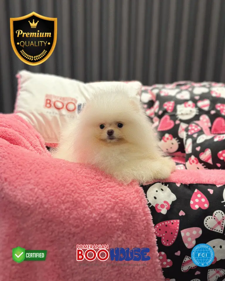 Puffy (6)