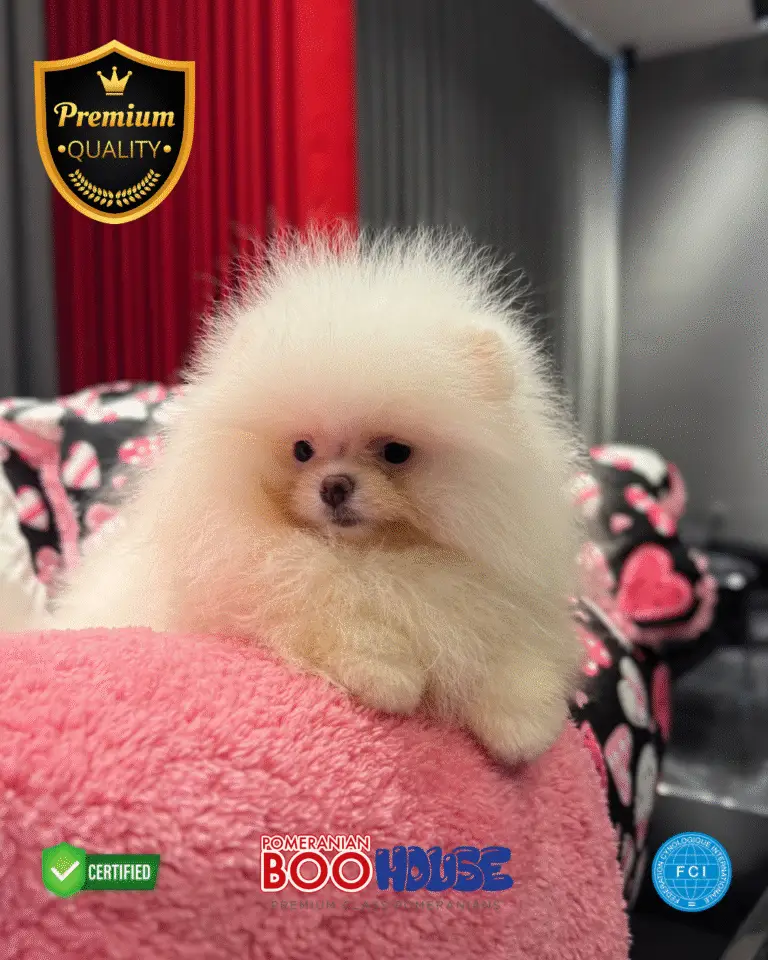Puffy (7)