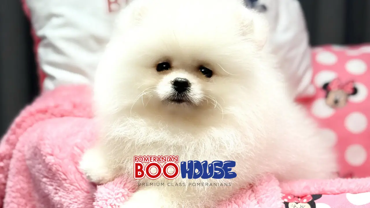 Zahngesundheit bei Pomeranian Hunden