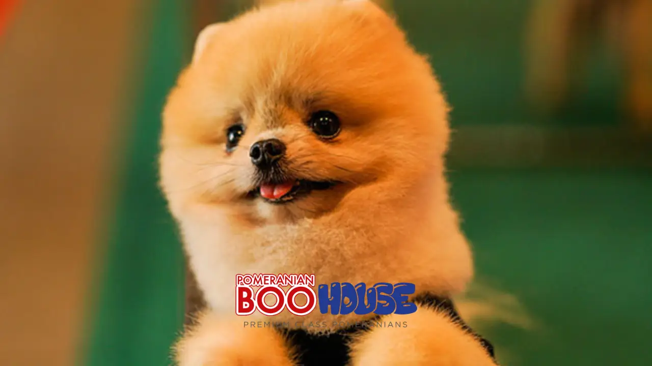 Leitfaden zur Sozialisierung von Pomeranian-Welpen