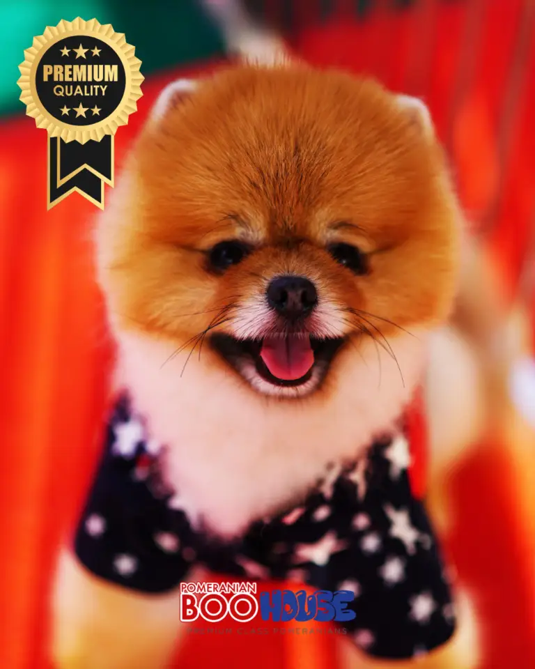 Pomeranian Boo -Teddy Bear - Mario