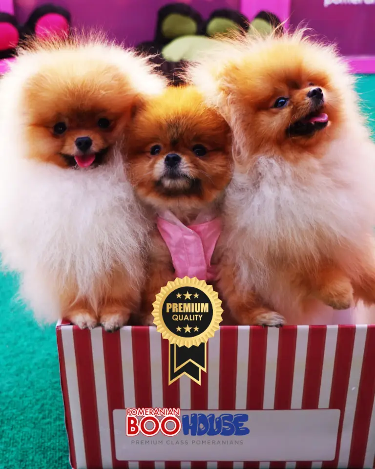 Pomeranian Tea Cups