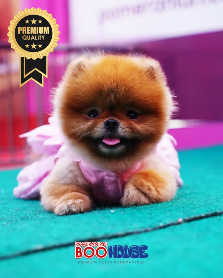 Pomeranian Boo - Tea Cup - Rottena