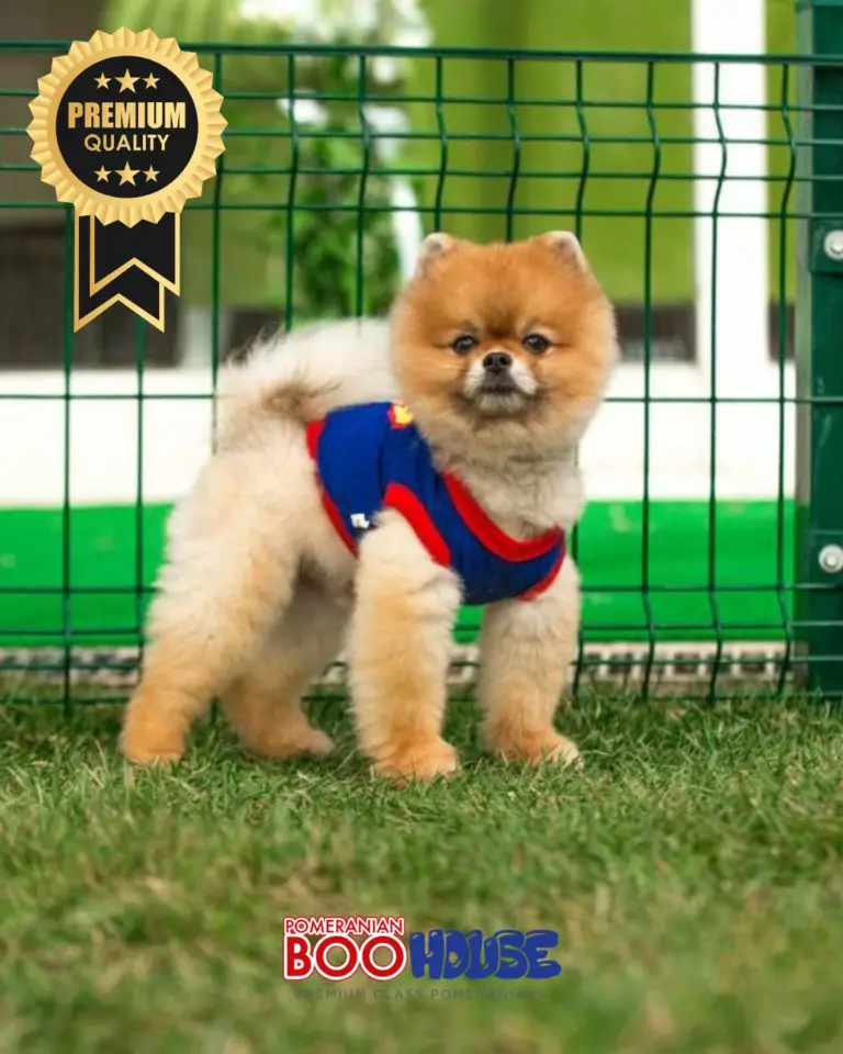 Pomeranian Boo - Teddy Bear - Terbo