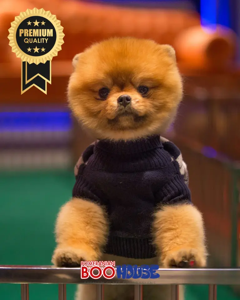 Pomeranian Boo - Teddy Bear - Tyson