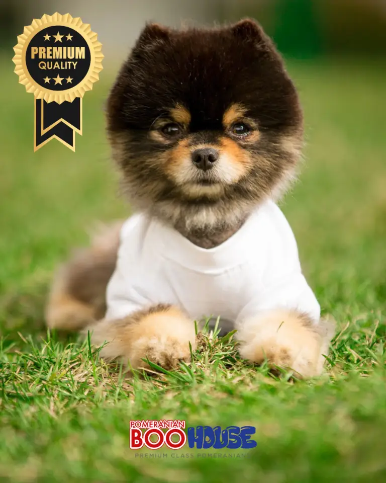 Pomeranian Boo - Black Ten - Zeus