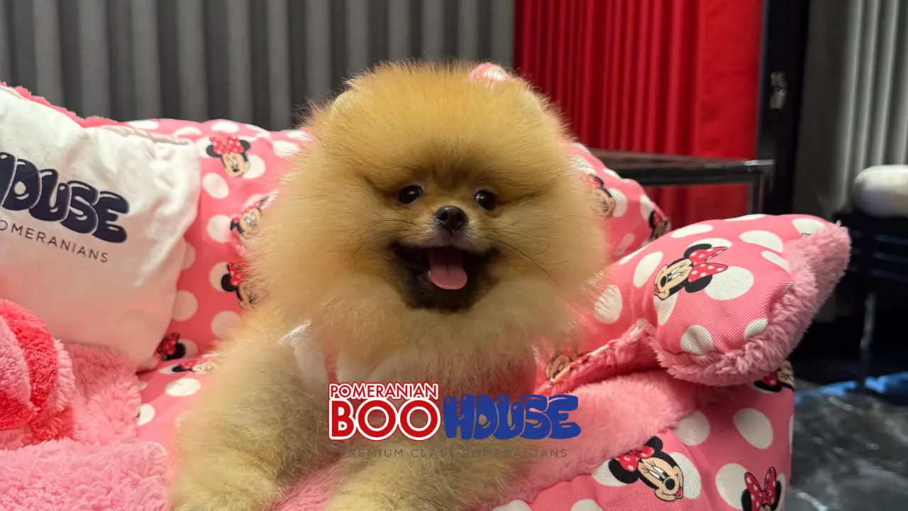 1-Are Pomeranians Jealous?