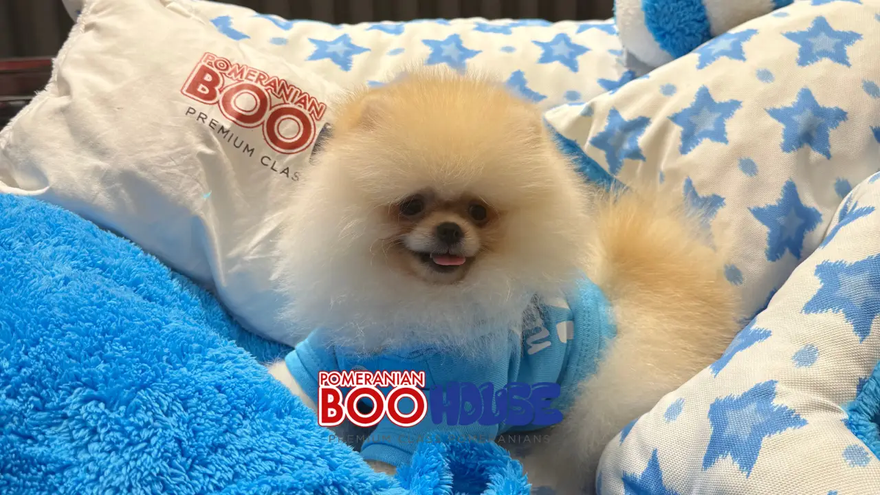 2-What Does a Purebred Pomeranian Look Like? How to Identify One?