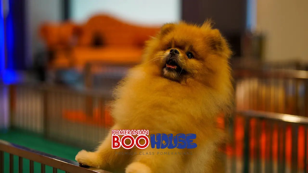 Can Pomeranians Be Kept at Home?