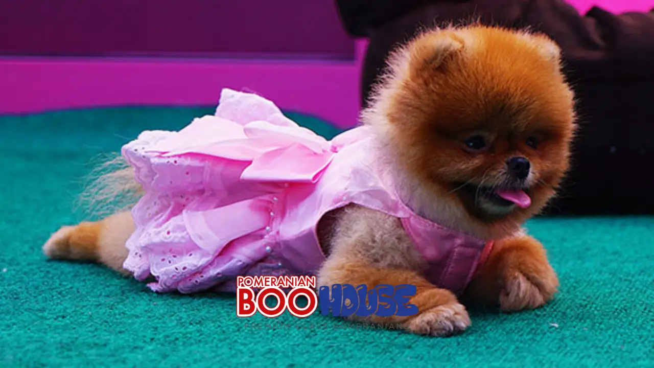 How Much Food Should a 3-Month-Old Pomeranian Eat