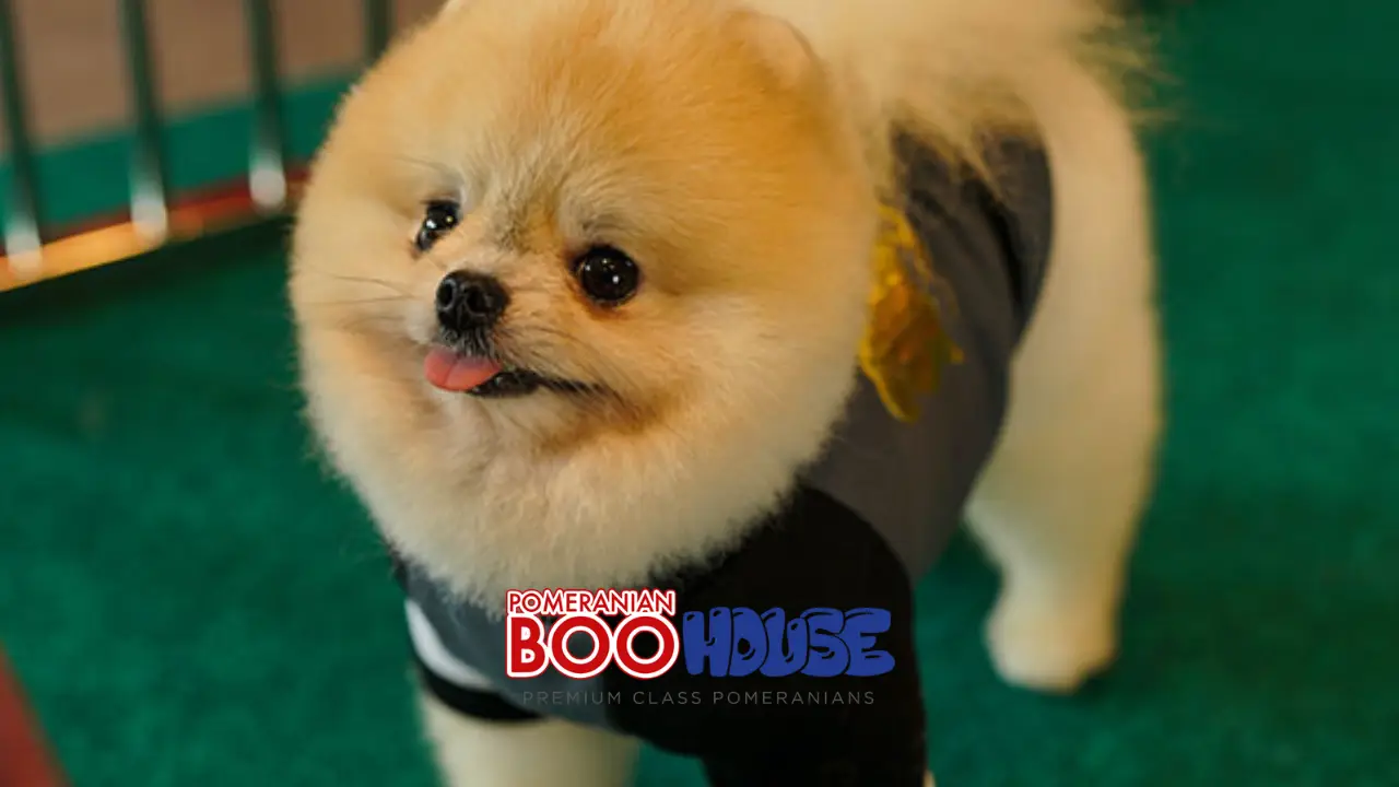 Pomeranian Age-Based Care and Feeding Guide