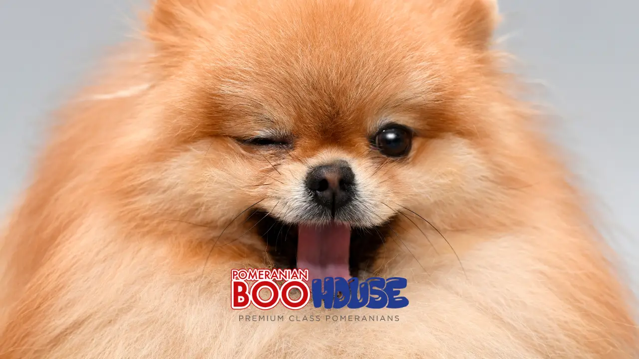 What are the toy dog breeds?