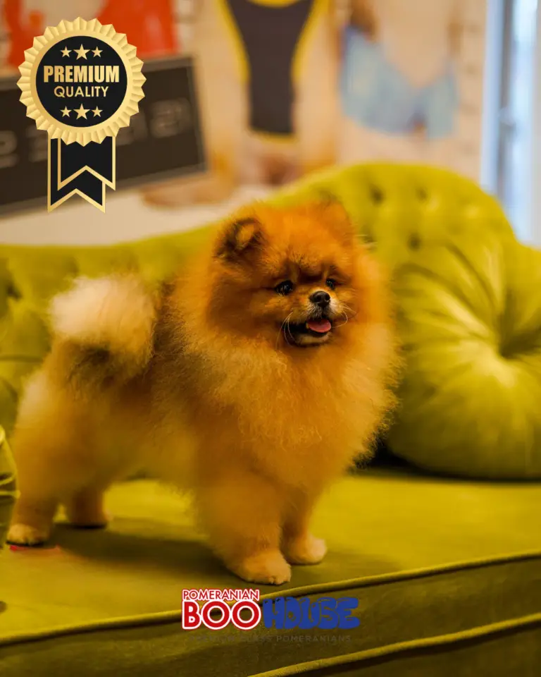 Pomeranian Teddy Bear - Jasper