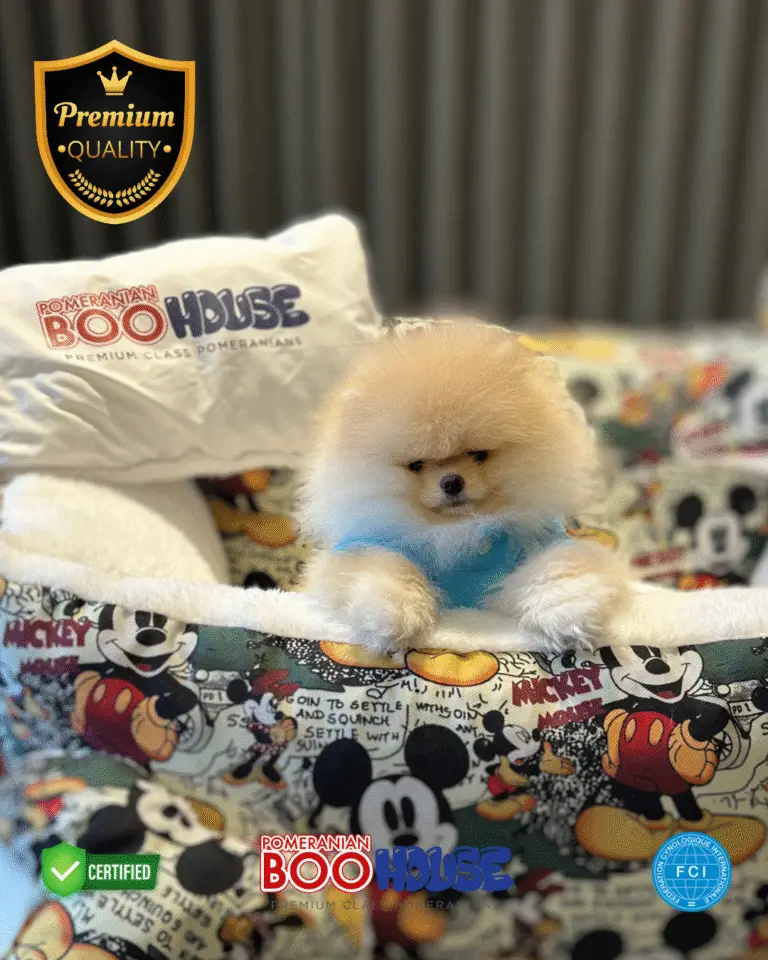 Bobby - Pomeranian Yavru