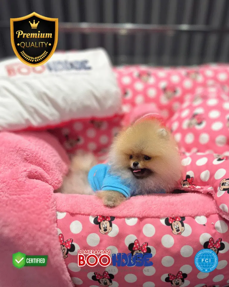 Coco - Pomeranian Yavru