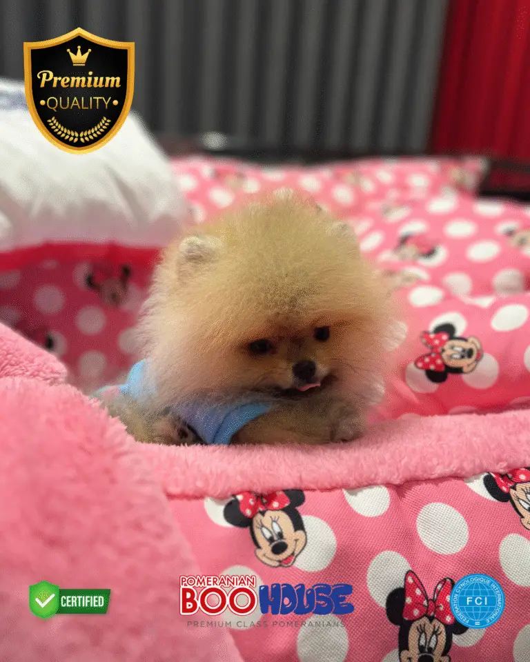 Coco - Pomeranian Yavru