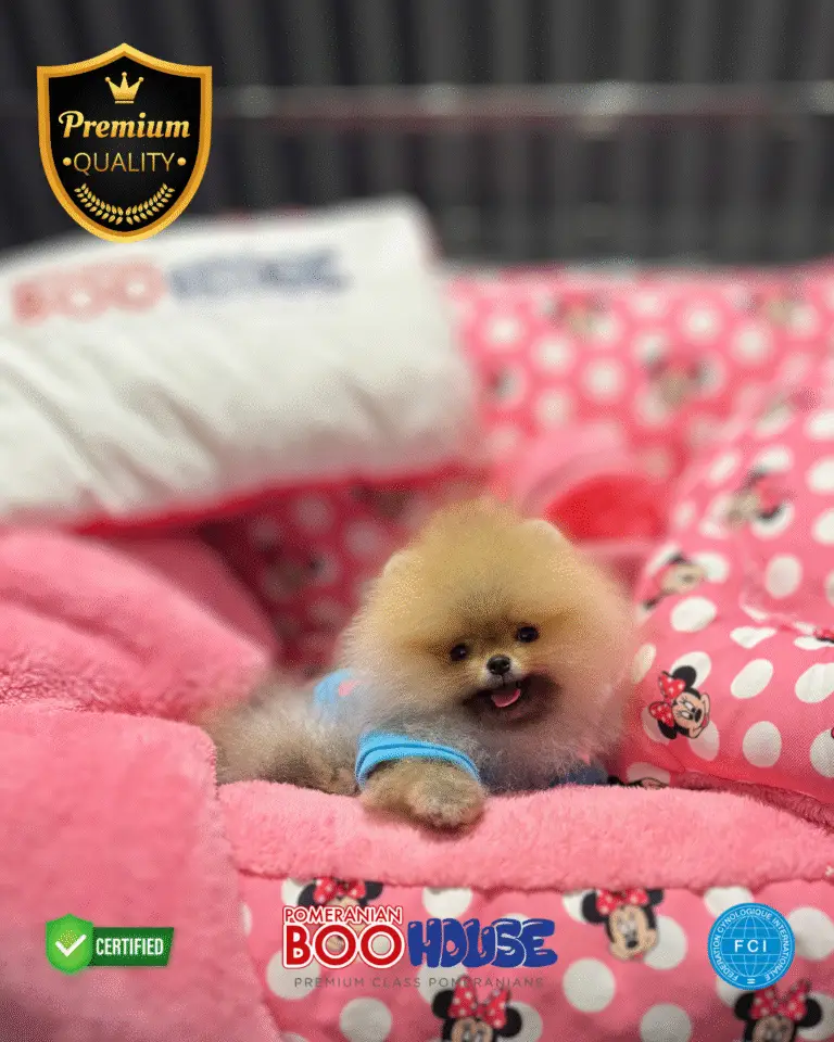 Coco - Pomeranian Yavru