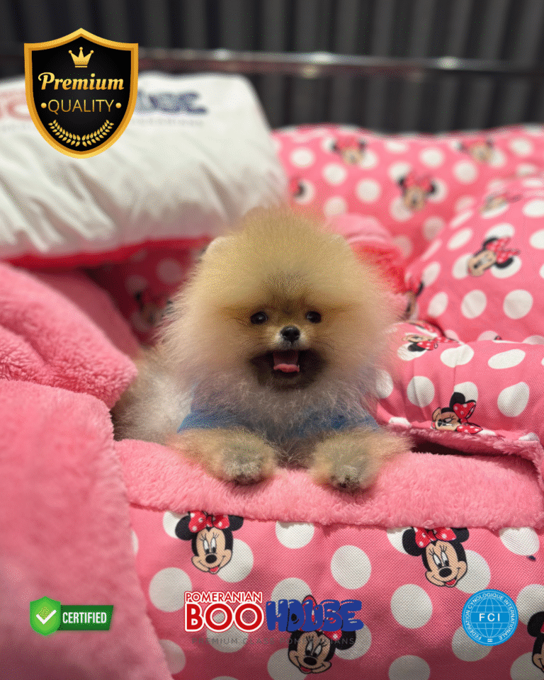 Coco - Pomeranian Yavru