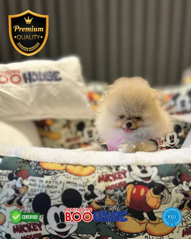 Jessy - Pomeranian Yavru