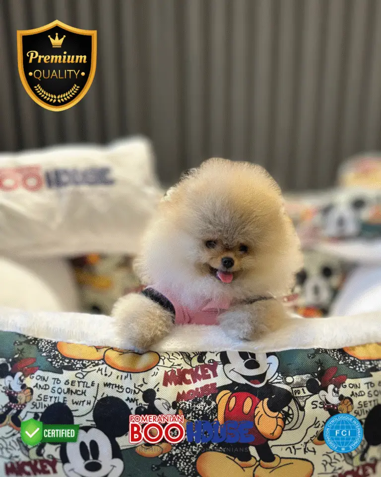 Jessy - Pomeranian Yavru