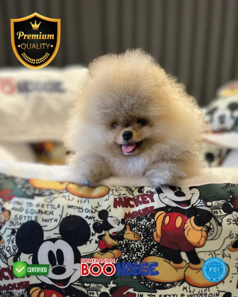 Jessy - Pomeranian Yavru