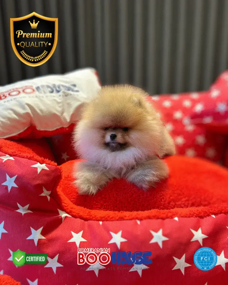 Mc.Quin - Pomeranian Yavru