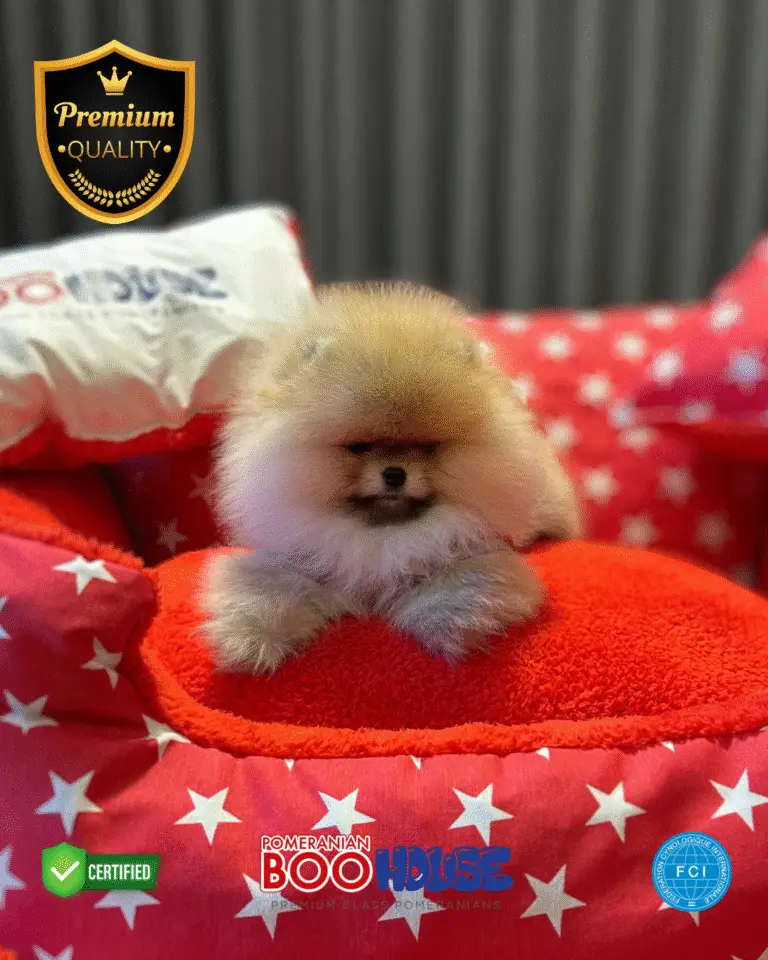 Mc.Quin - Pomeranian Yavru