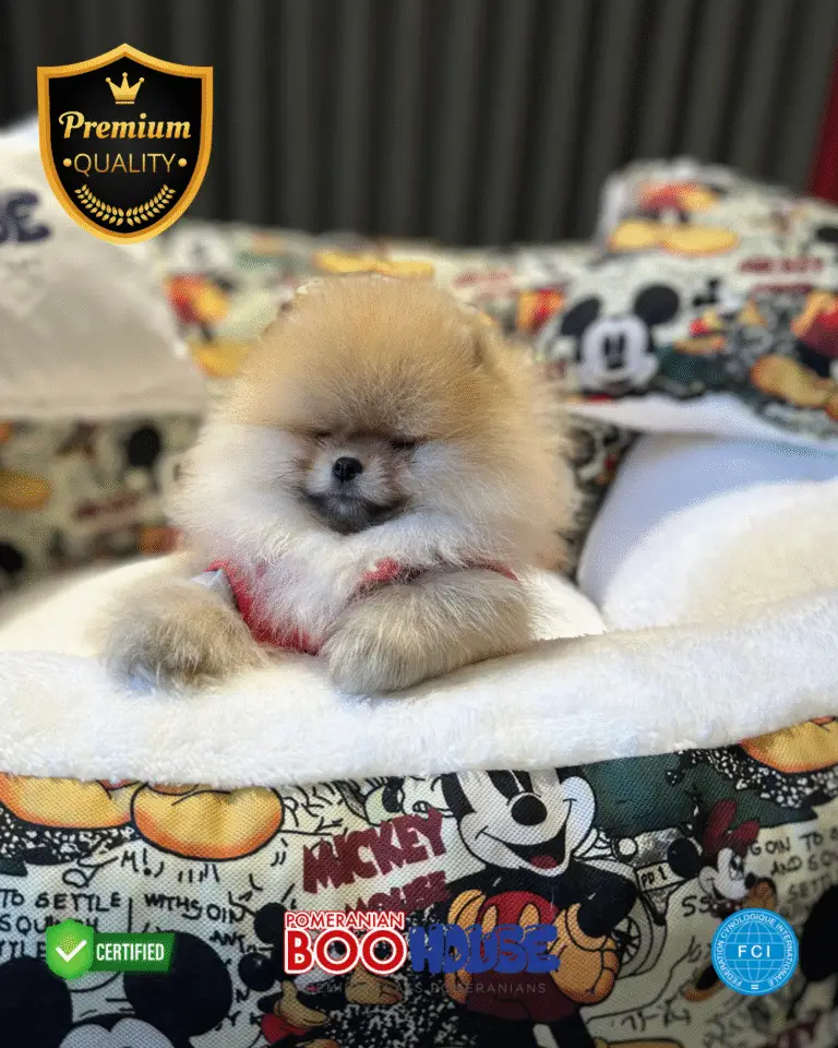 Mc.Quin - Pomeranian Yavru