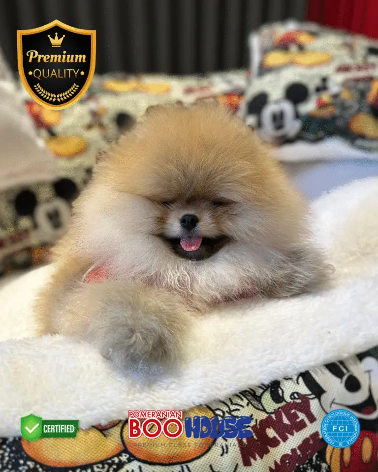Mc.Quin - Pomeranian Yavru