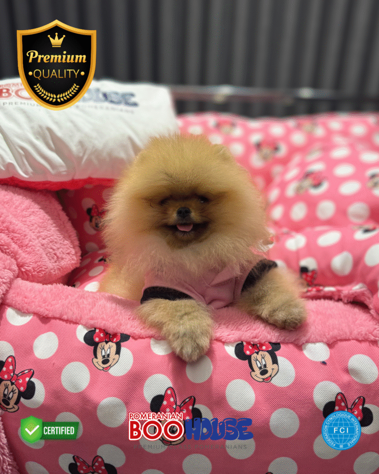 Mochi - Pomeranian Yavru