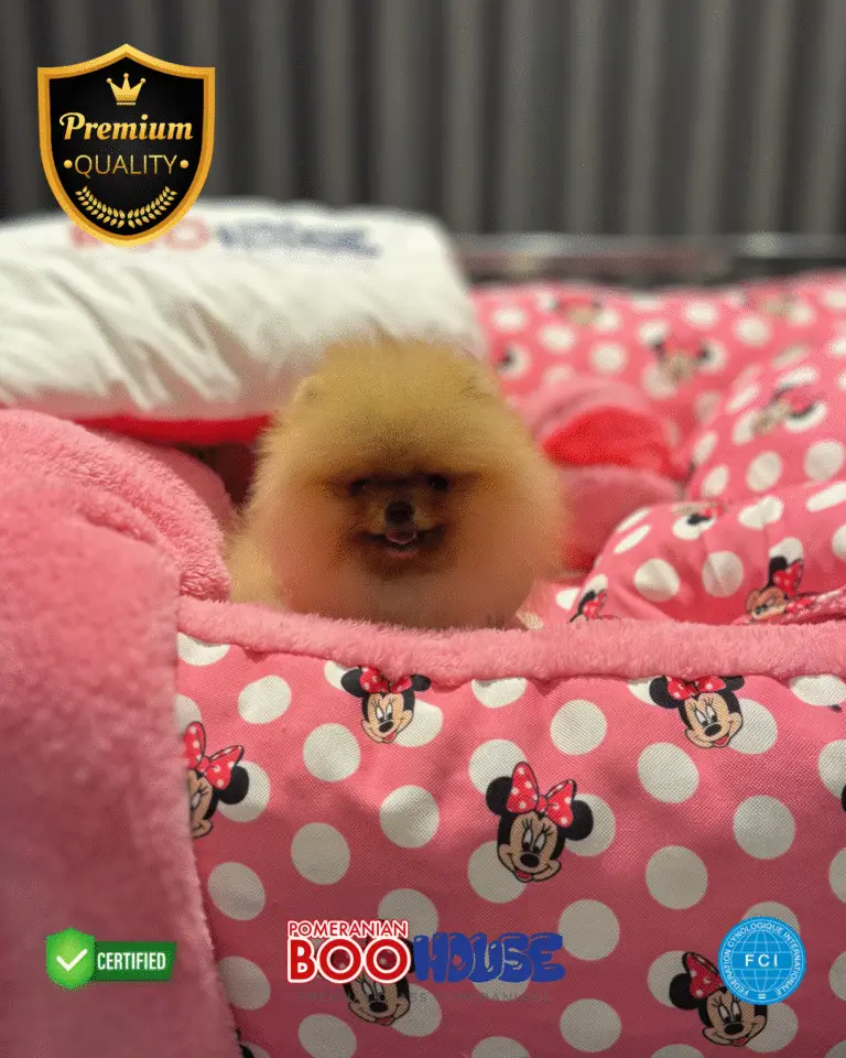 Mochi - Pomeranian Yavru