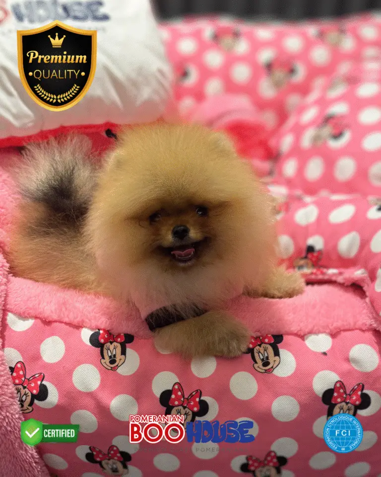 Mochi - Pomeranian Yavru