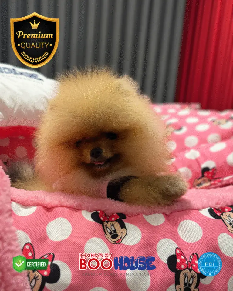 Mochi - Pomeranian Yavru